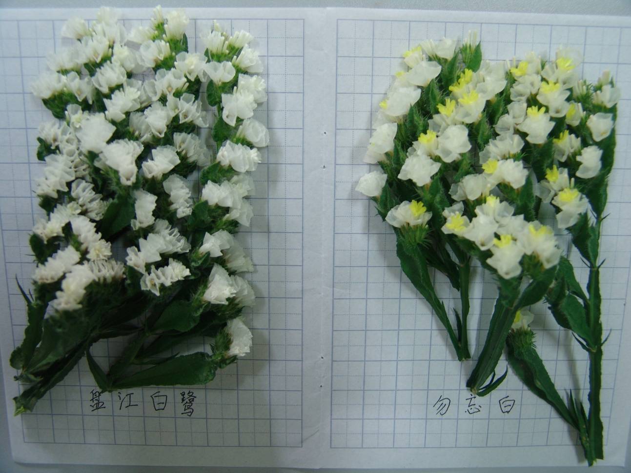 盘江白鹭